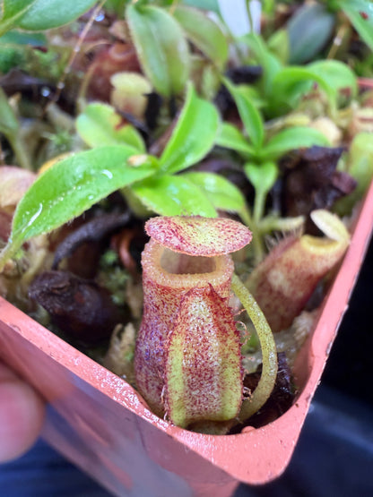 N88 Nepenthes talangensis x villosa (Shipped Bare-Root)