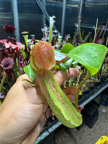 Nepenthes truncata striped x truncata Red NP128 seed grown, fourth photo