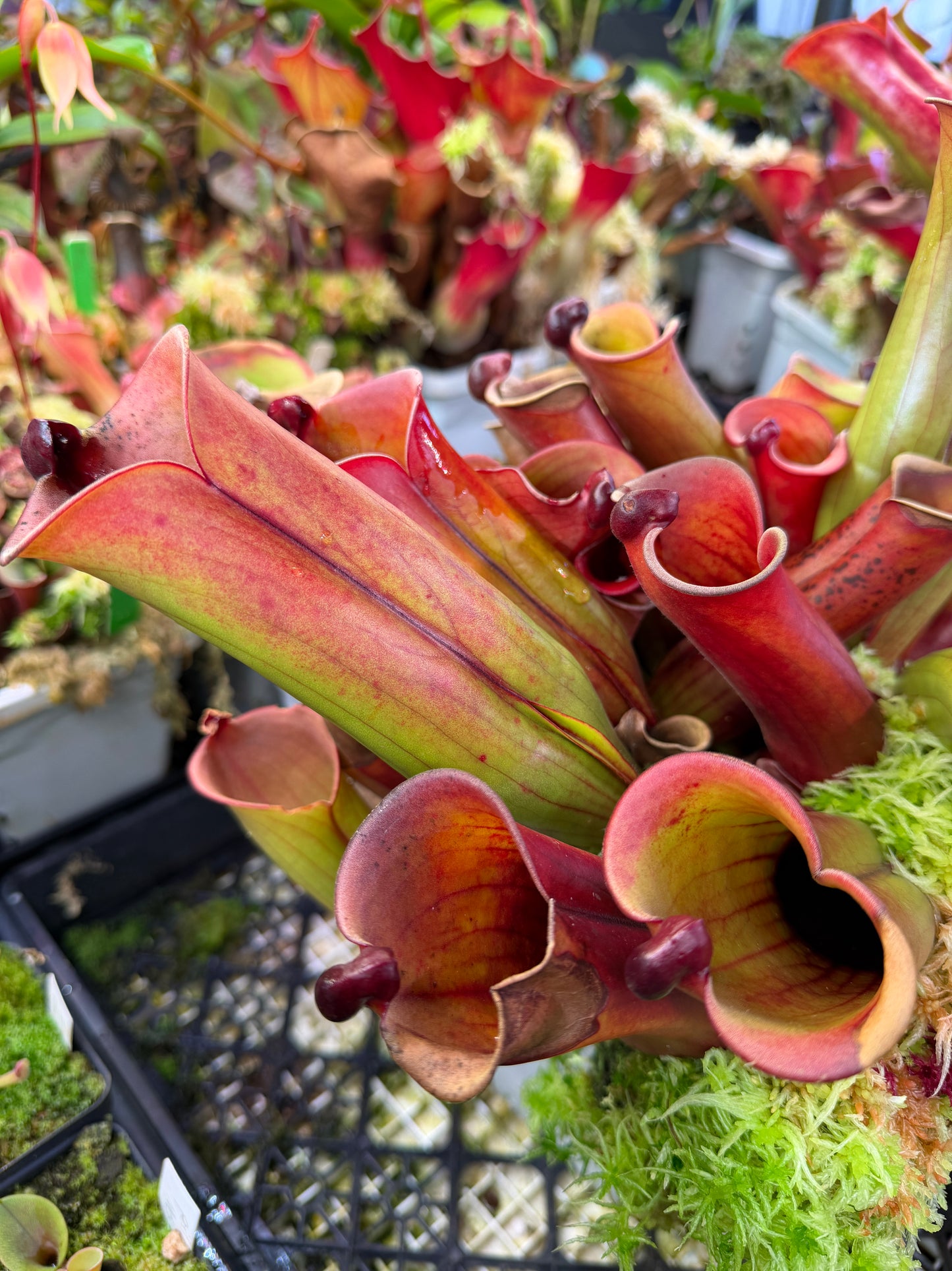 Heliamphora folliculata Kamakawarai AW Clone 01