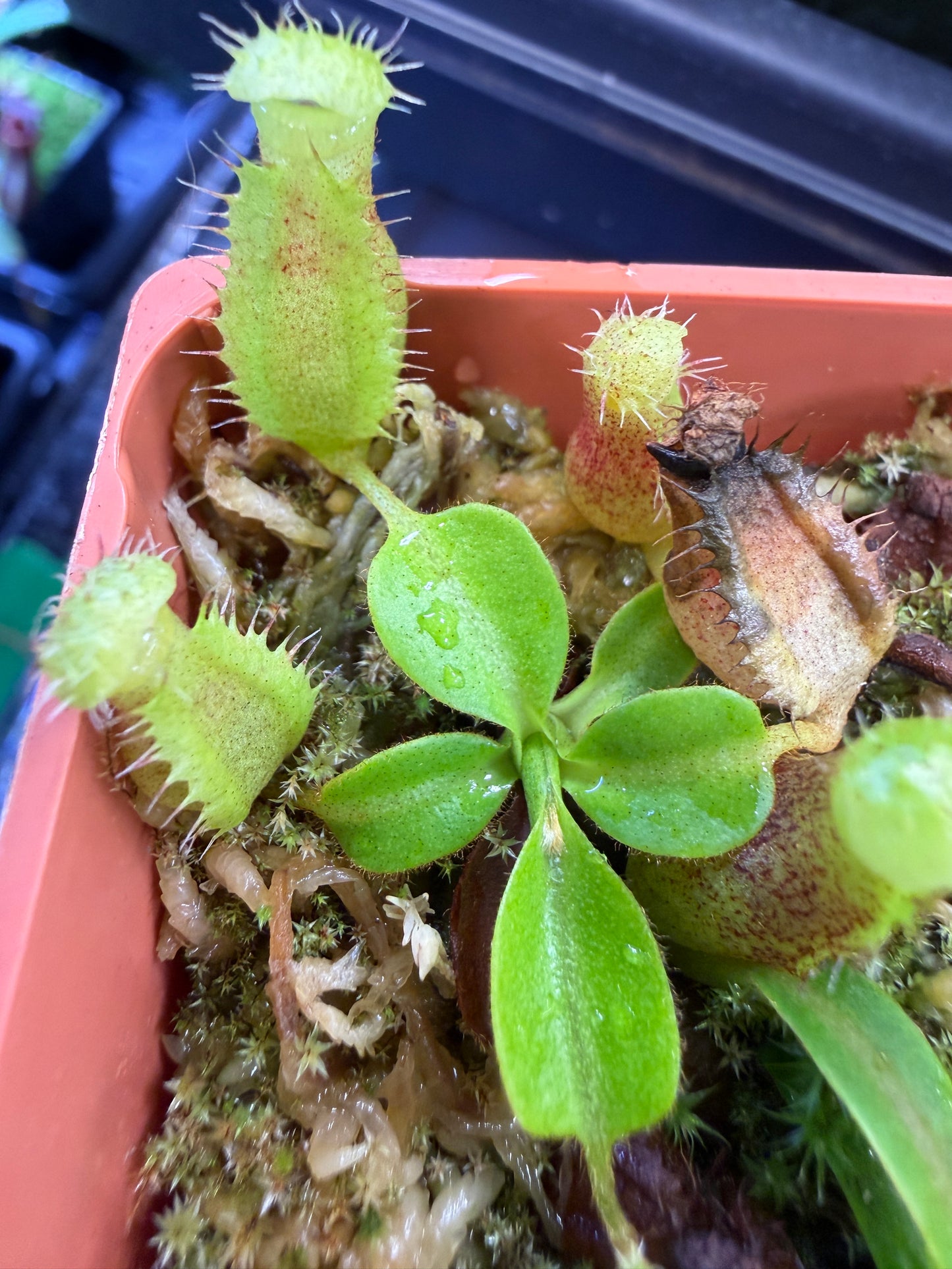 N86 Nepenthes (lowii x truncata Wide Peristome) x {rajah × [boschiana × (truncata giant × campanulata)]} (Shipped Bare-Root)