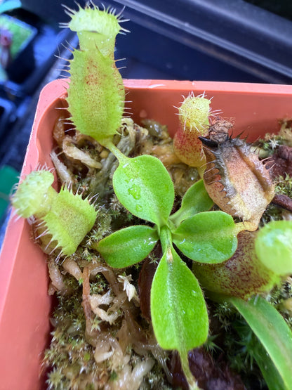 N86 Nepenthes (lowii x truncata Wide Peristome) x {rajah × [boschiana × (truncata giant × campanulata)]} (Shipped Bare-Root)