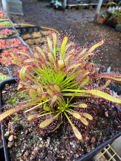 Drosera capensis Crestate ex Phito Carnivores