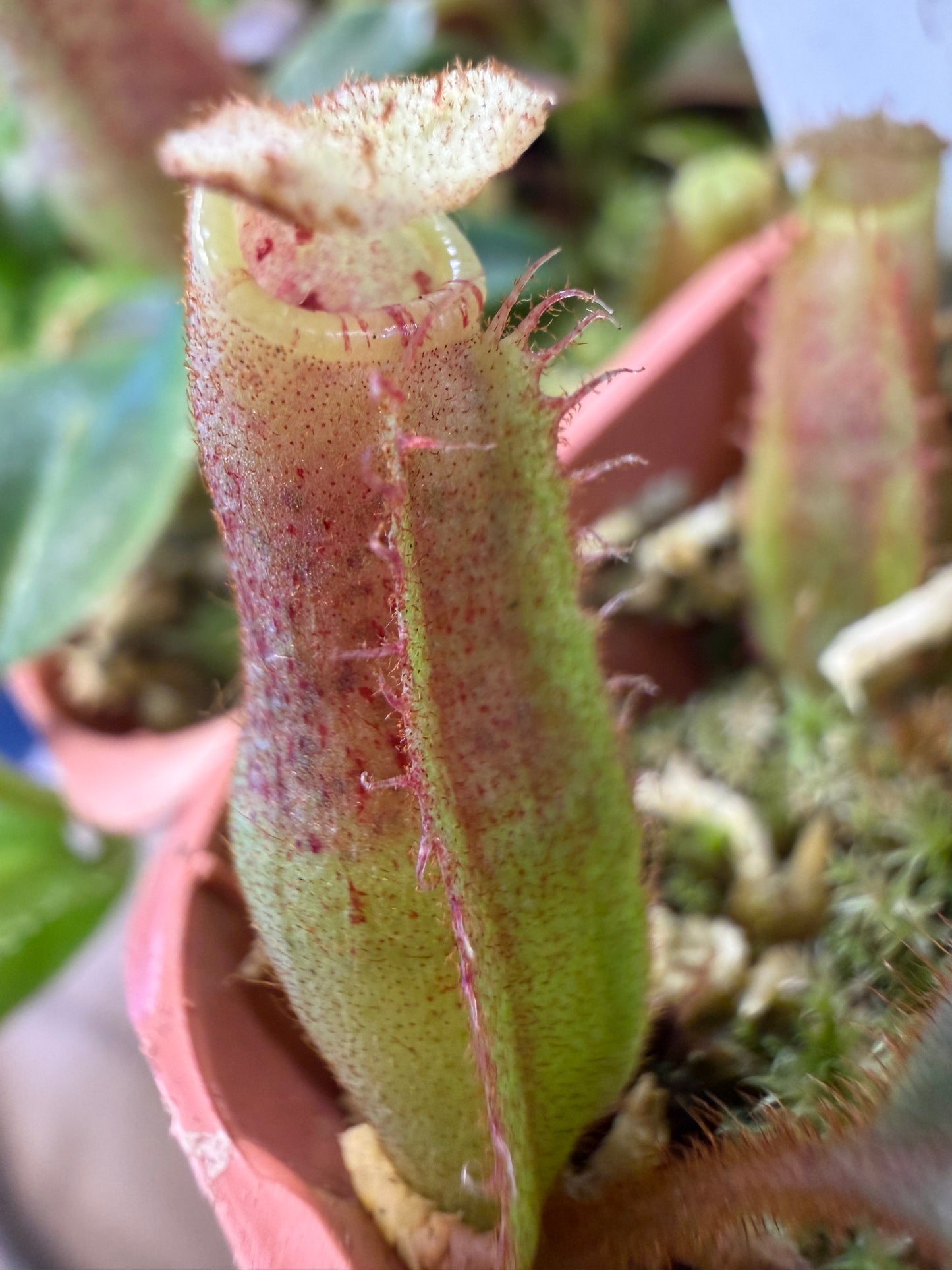 N125 Nepenthes veitchii Long Stripped x mollis (Shipped Bare-Root)