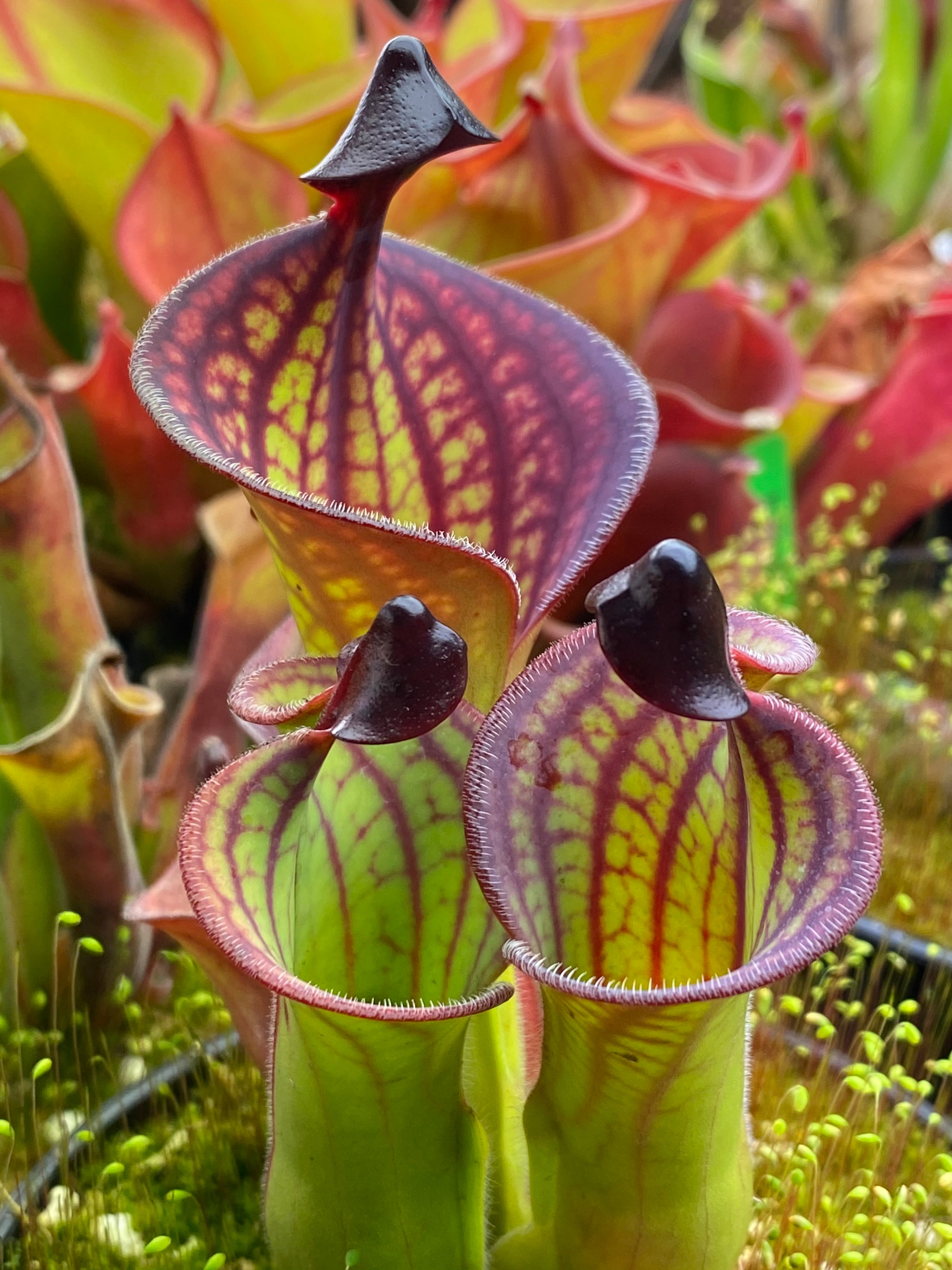 H. macdonaldae | Jeremiah's Plants