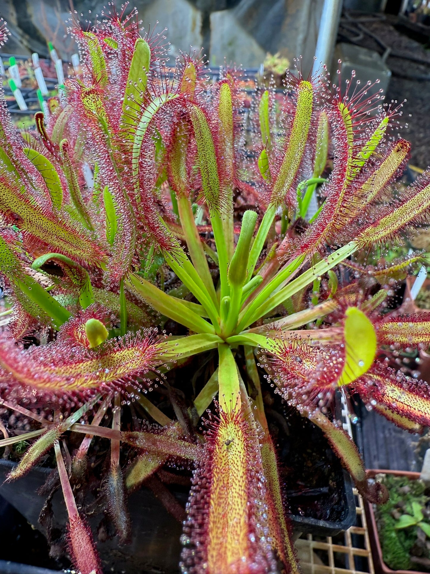 Drosera capensis "Not Hercules" Carson T