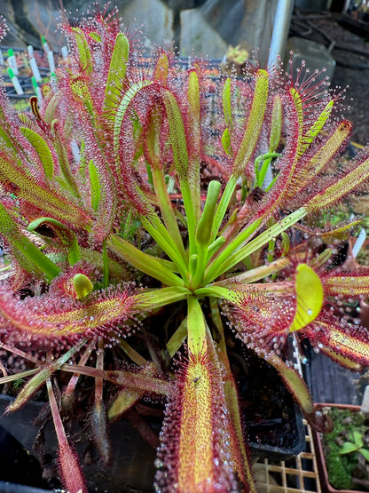 Drosera capensis "Not Hercules" Carson T