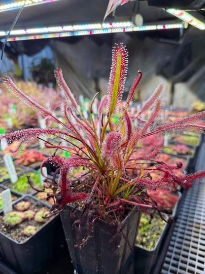 Drosera capensis Triffid Rose from Curious Plants