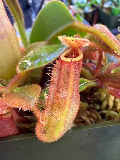 N78 Nepenthes veitchii x leviathan (Shipped Bare-Root)
