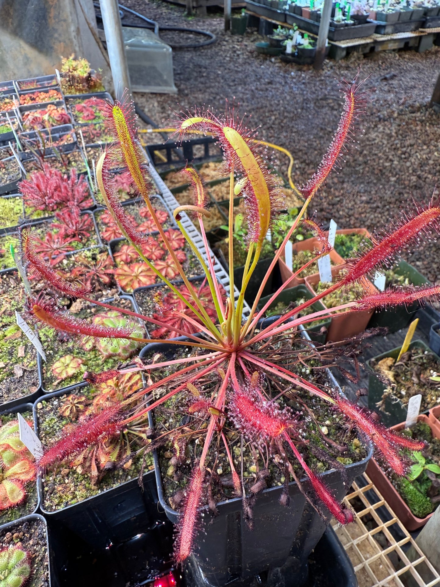 Drosera capensis Large Narrow Leaf Form (Travellers Rest, Near Clanwilliam)