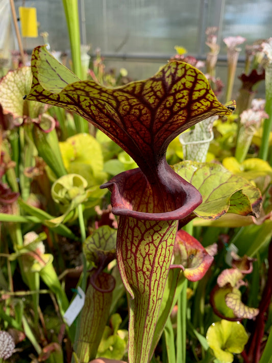 Sarracenia flava MK F88 var Ornata Dark Throat Aplalachicola FL