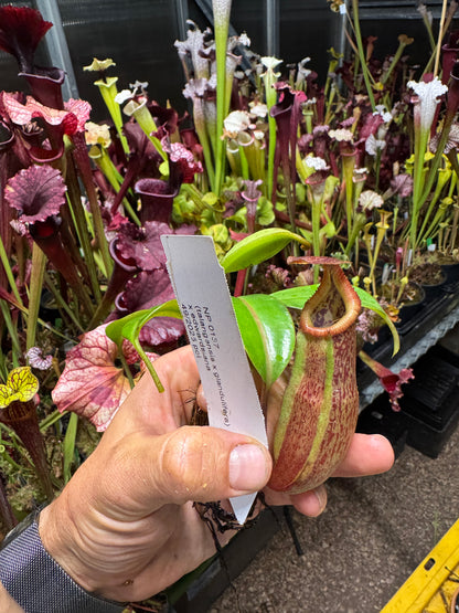 Nepenthes (talangensis x glandulifera) x edwardsiana NP137 - Seed Grown (Shipped Bare Root)