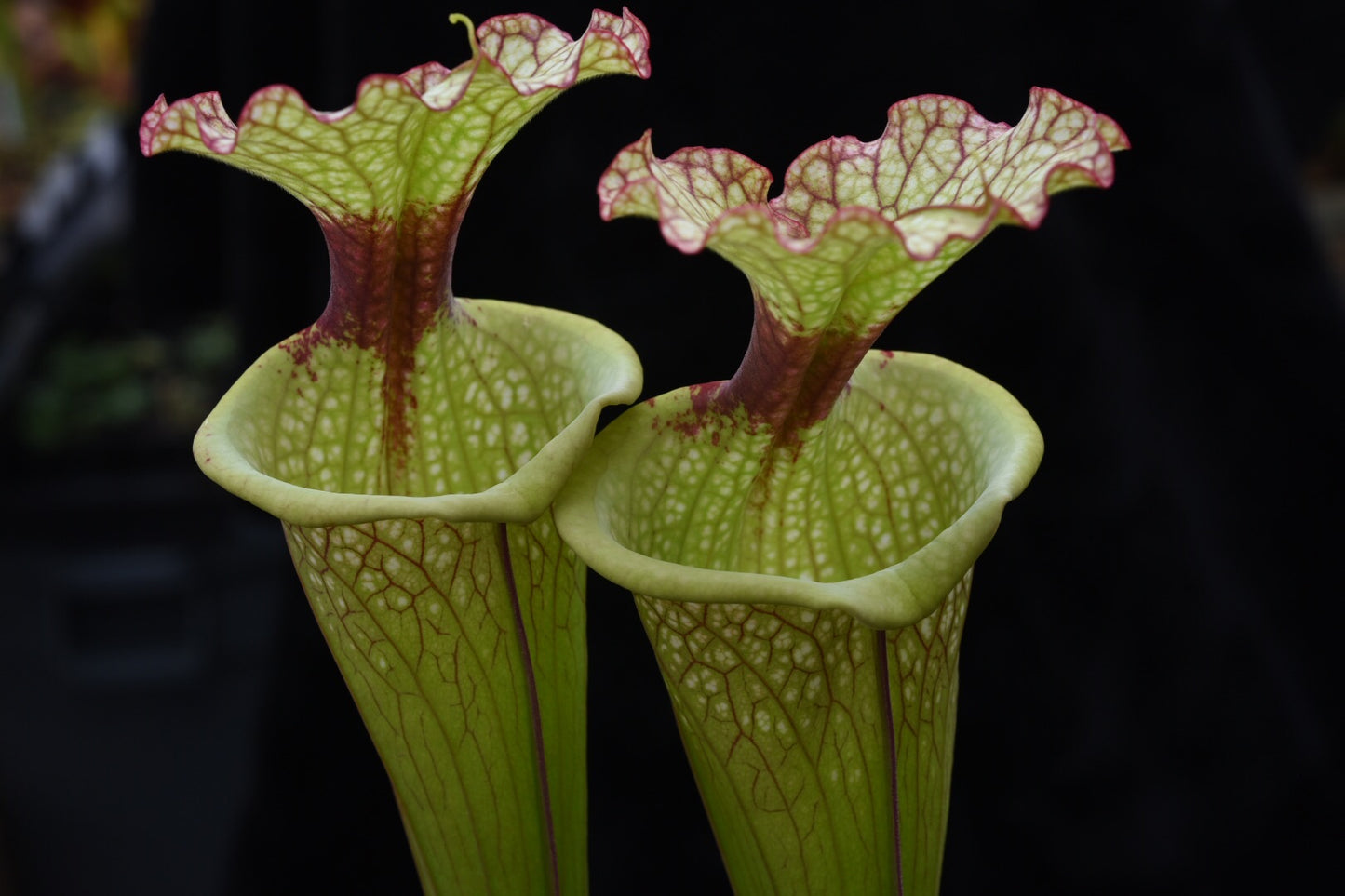 Sarracenia x Leah Wilkerson