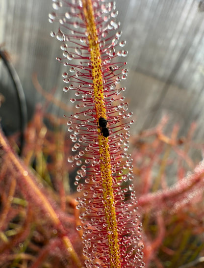 Drosera binata ‘Marston Dragon’ - Medium Sized Carnivorous Plant (Shipped Bare-Root)