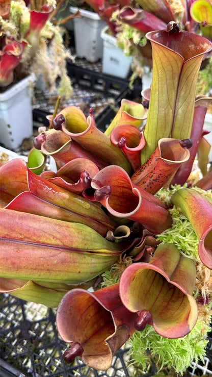 Heliamphora folliculata Kamakawarai AW Clone 01