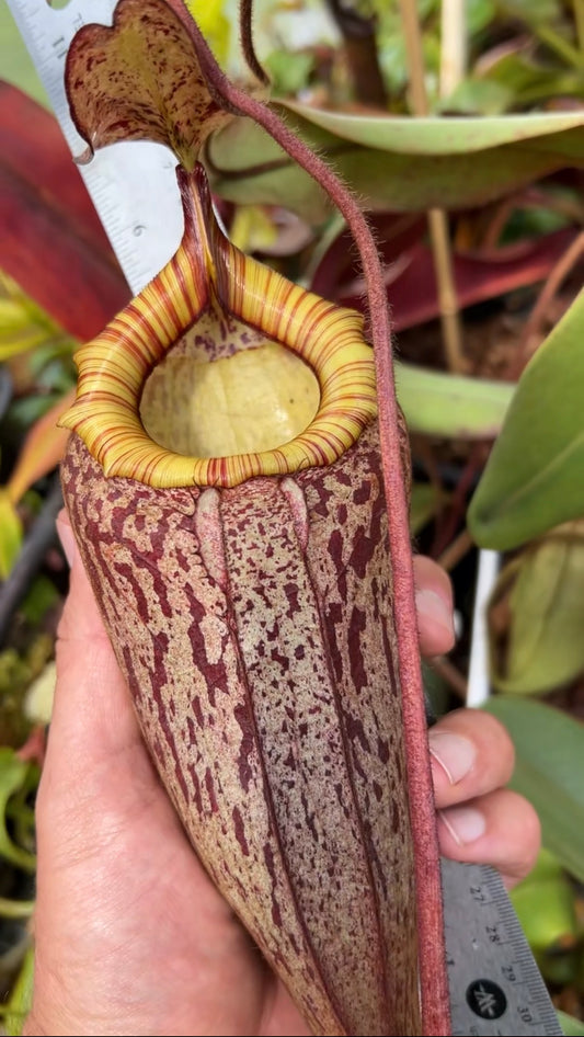 Nepenthes peltata SG #1 Pollen April 2026