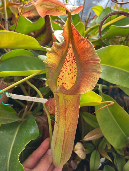 Nepenthes truncata D Red EP Pollen April 2026