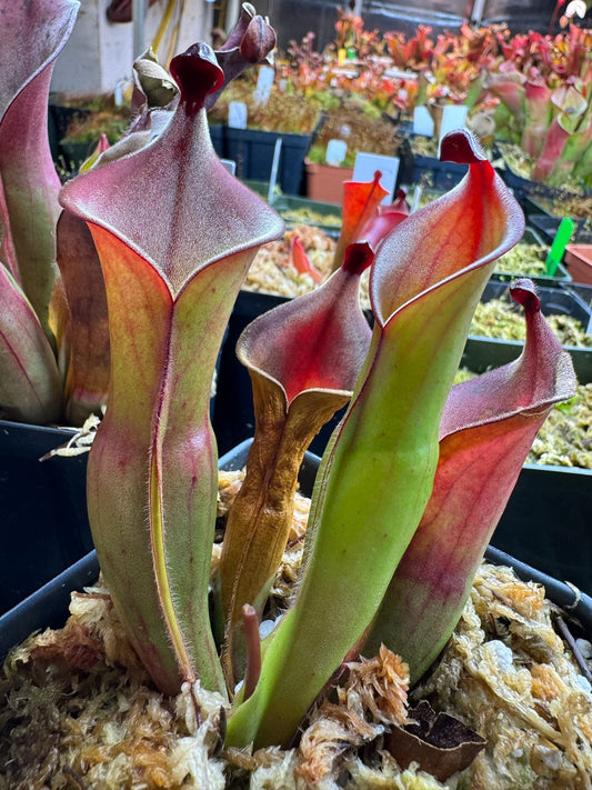 Heliamphora Black Cherry