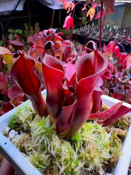 Heliamphora Geoff Wong #1 Maybe nutans