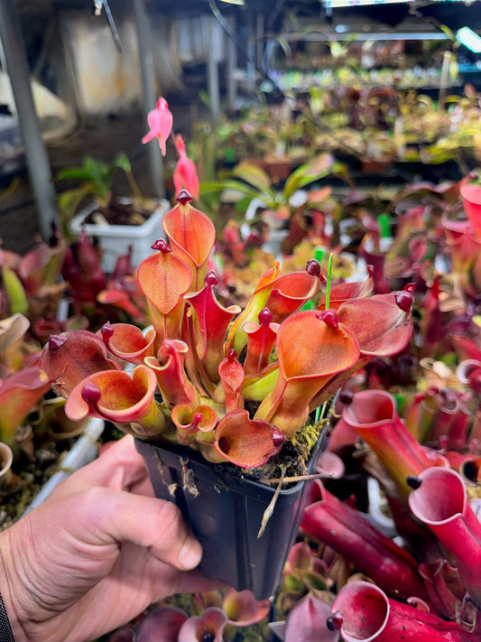 Heliamphora Geoff Wong #2