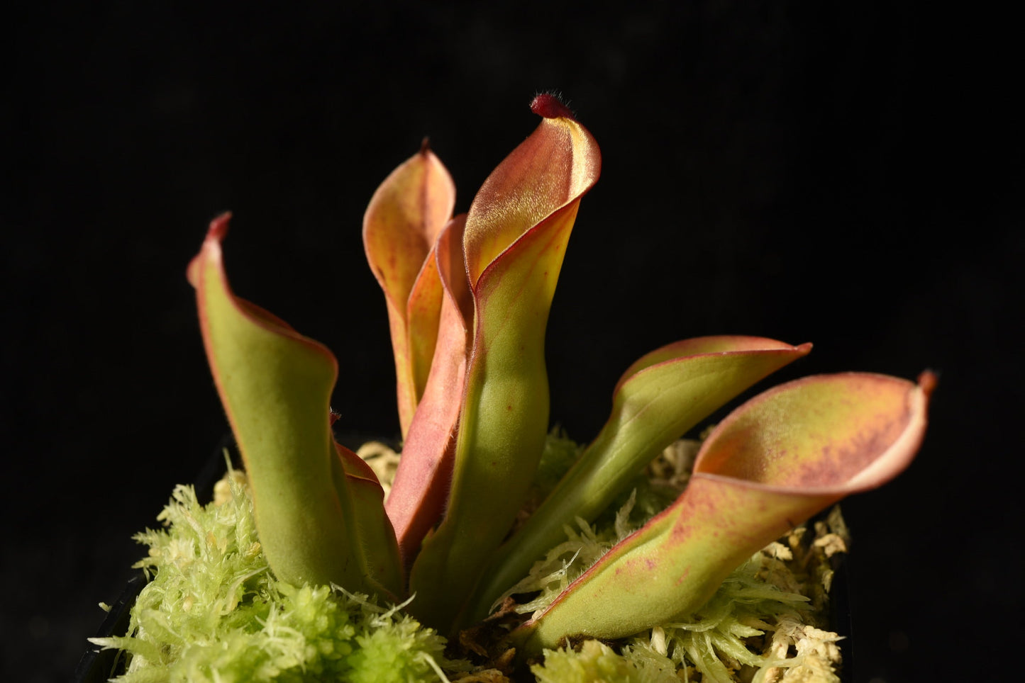 Heliamphora arenicola Tramen 1 AW