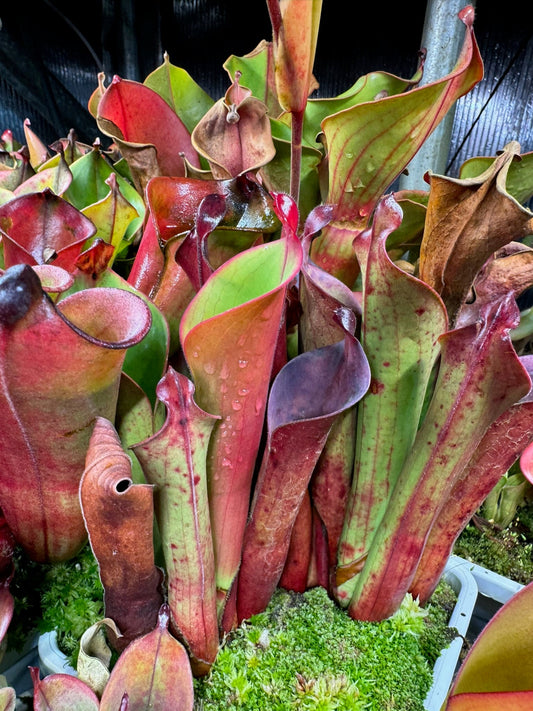 Heliamphora ceracea Geoff Wong