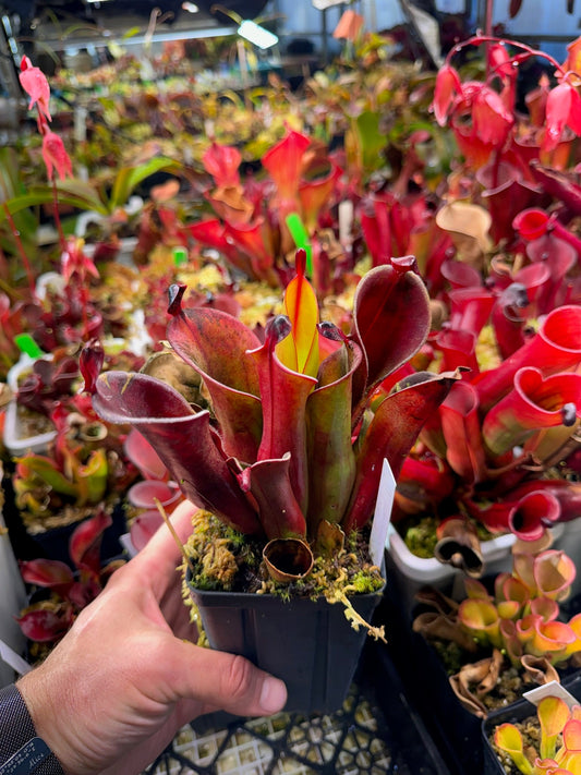 Heliamphora chimantensis Chimanta AW 2020 Clone 