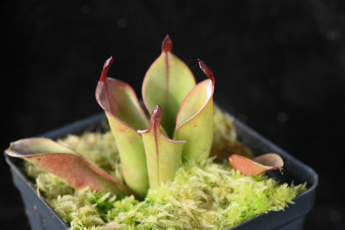 Heliamphora chimantensis Thomas Carow clone