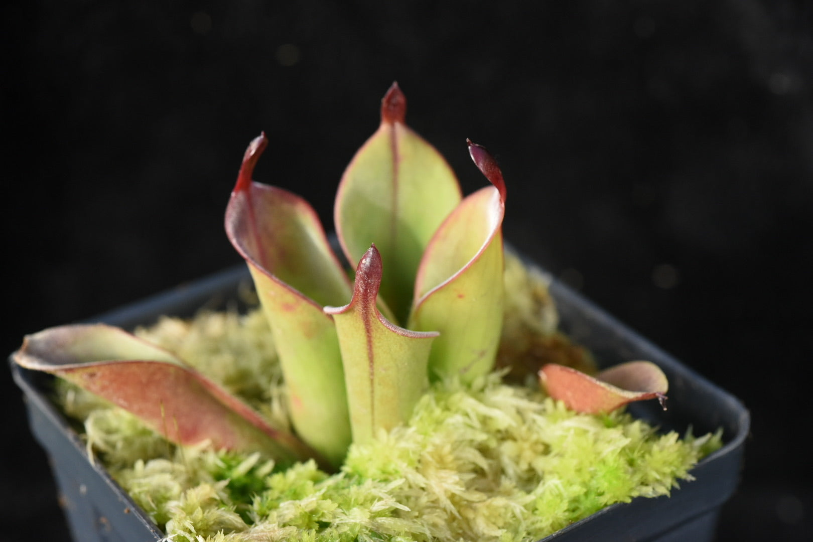 Heliamphora chimantensis Thomas Carow clone