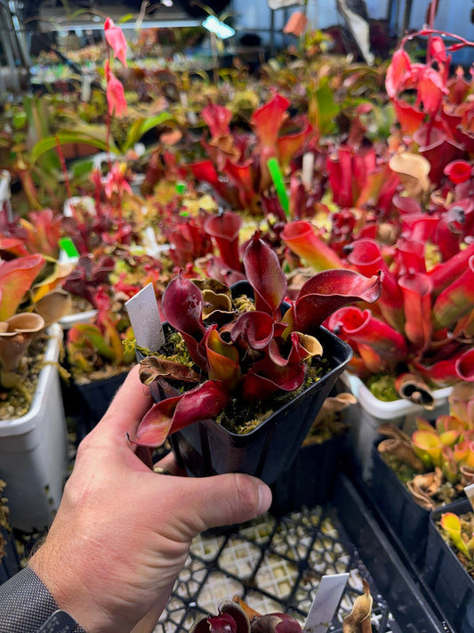 Heliamphora ciliata