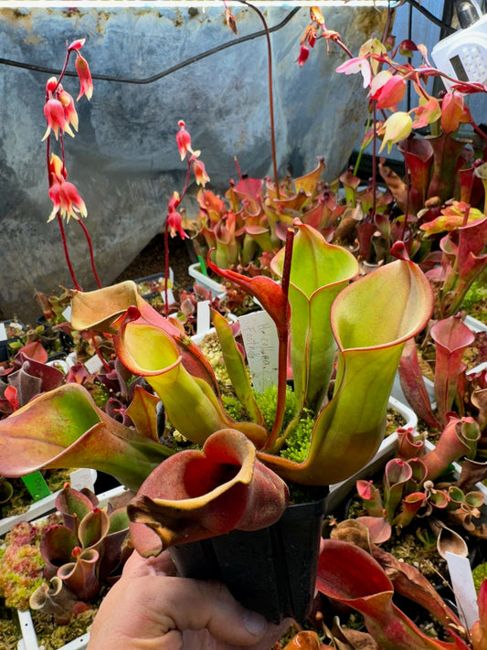 Heliamphora collina (Foothills Testigos)
