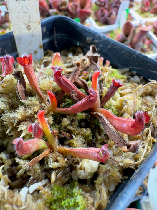 Heliamphora elongata Ilu Tepui Horrible Clone, Very Slow to Mature  