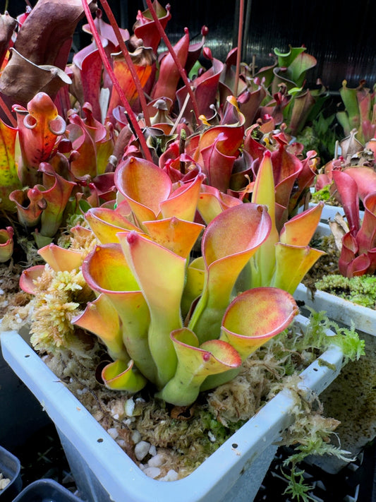 Heliamphora exappendiculata Apacapa AW
