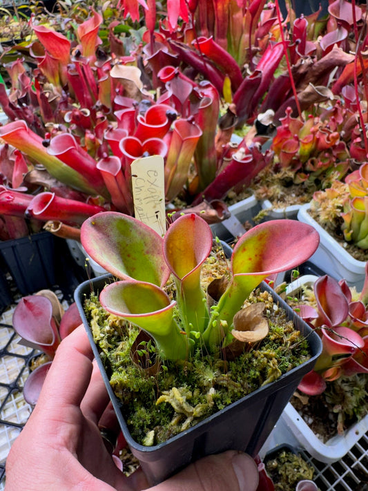 Heliamphora exappendiculata Chimanta Tim W.