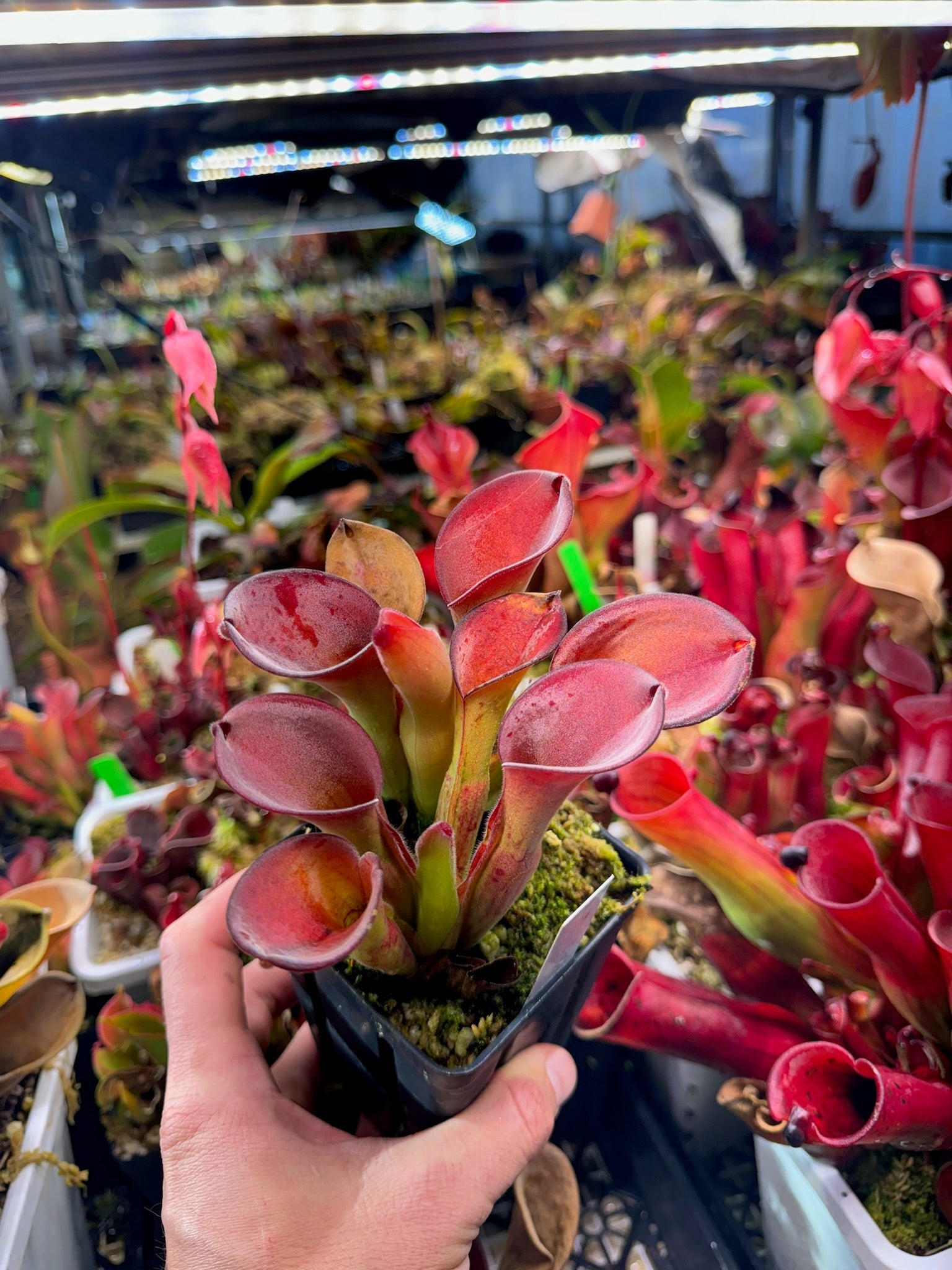 Heliamphora exappendiculata Chimanta clone of MS