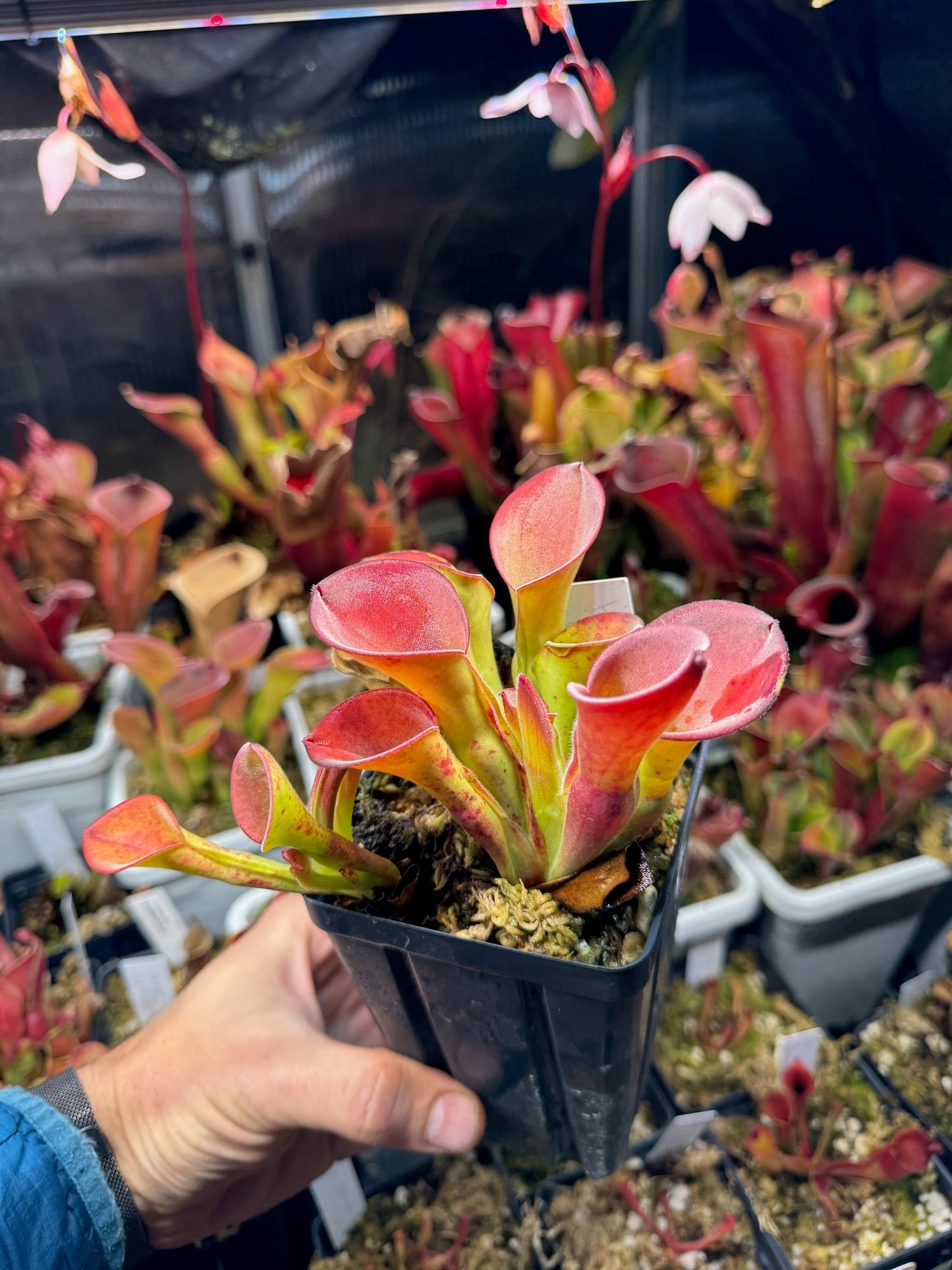 Heliamphora exappendiculata Clone Z