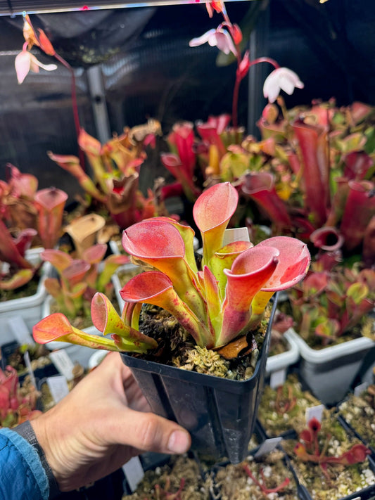 Heliamphora exappendiculata Clone Z