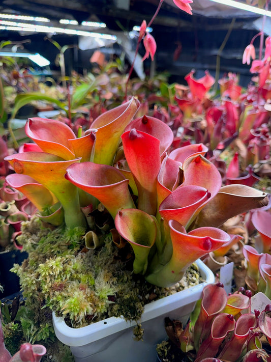 Heliamphora exappendiculata Giant Bubble Aprada Tepui
