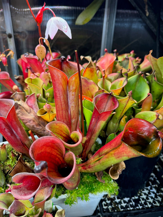Heliamphora folliculata Murosipan Tepui David D. SG Division 