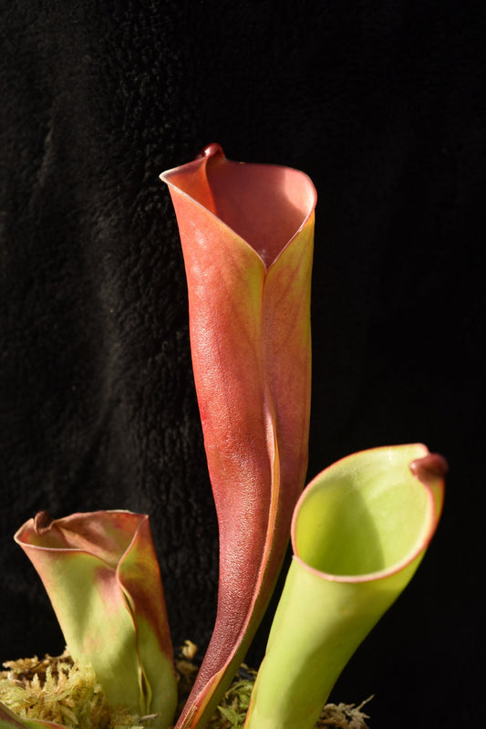 Heliamphora folliculata Murosipan Tepui Venezuela AW