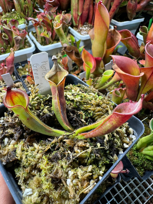 Heliamphora heterodoxa Gran Sabana AW