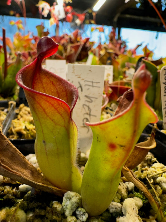 Heliamphora heterodoxa JS