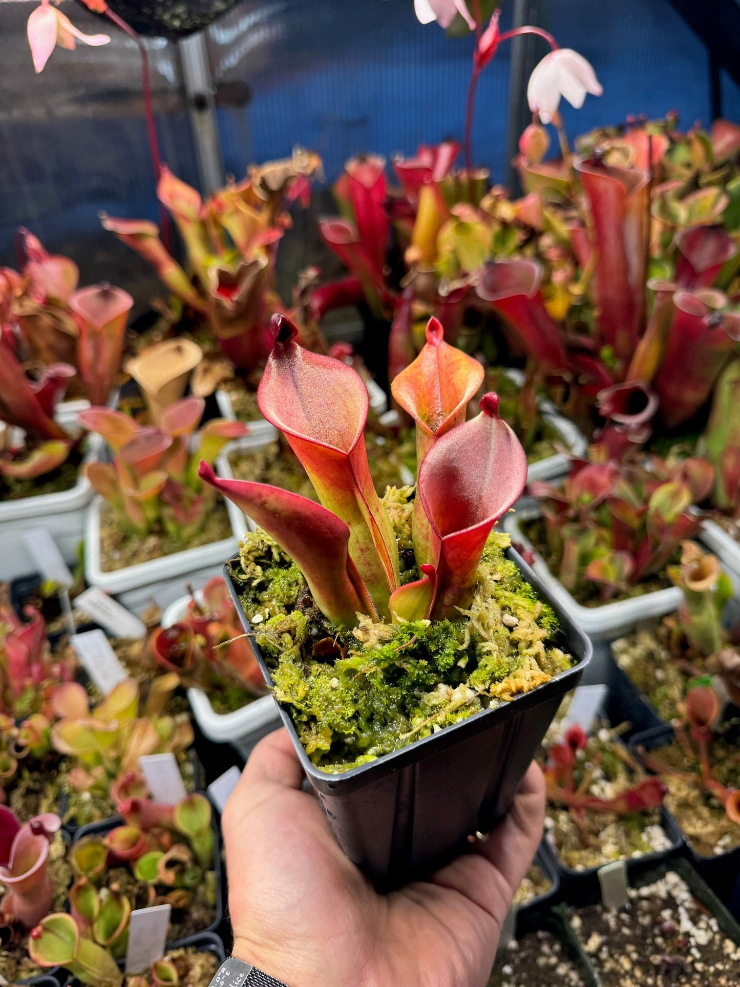Heliamphora heterodoxa clone 1 AW