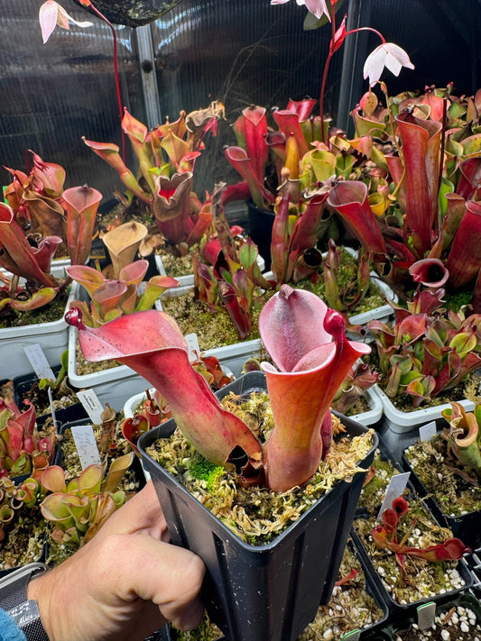 Heliamphora huberi Amnri AW #1