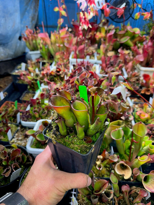 Heliamphora huberi Amnri BF-02