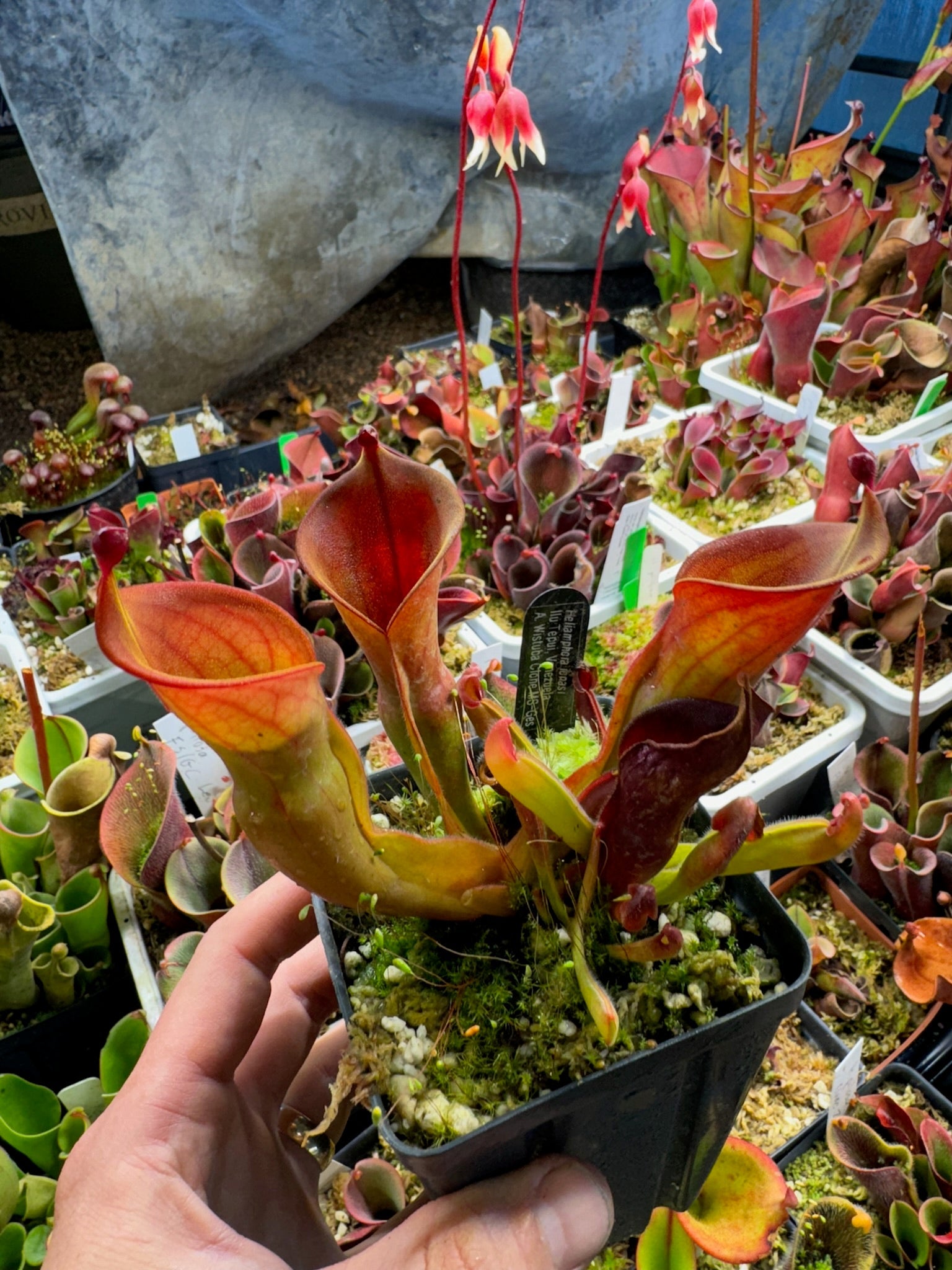 Heliamphora ionasi Ilu Clone MS-Ges