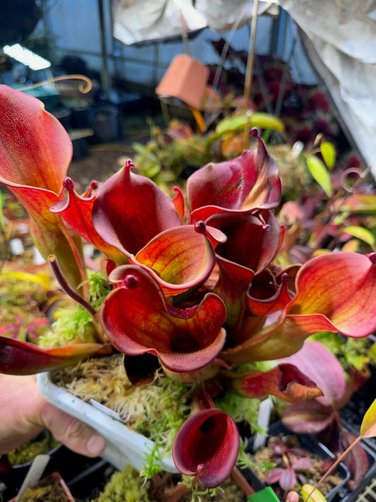 Heliamphora ionasi SG Division DM #1