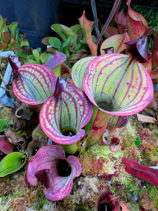 Heliamphora macdonaldae