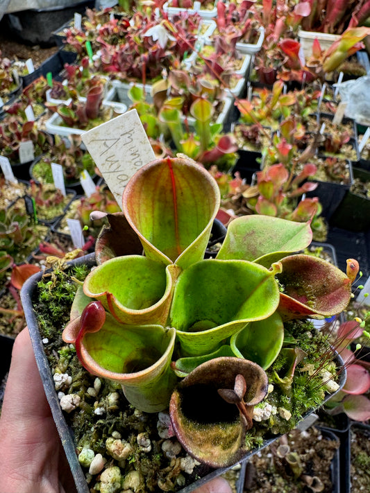 Heliamphora minor Best CPs