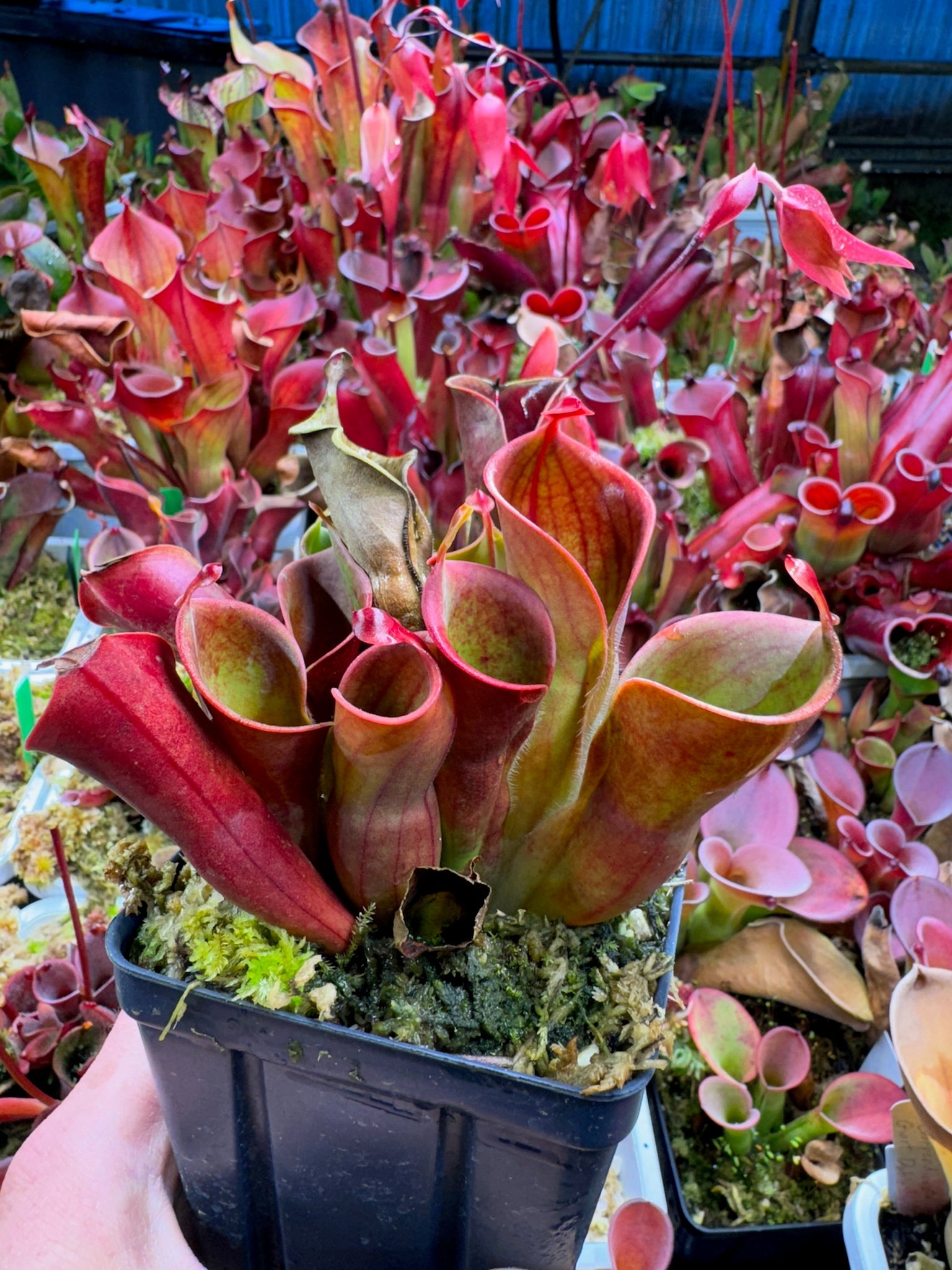 Heliamphora minor CL Best