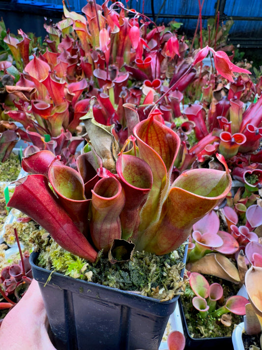 Heliamphora minor CL Best